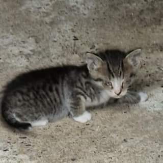 Kleines Straßenkitten mit geschlossenen Augen