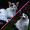 Straßenkatzen des Monats: Lino und Lordi
