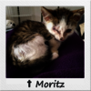Straßenkitten Moritz starb an einer Lungenentzündung