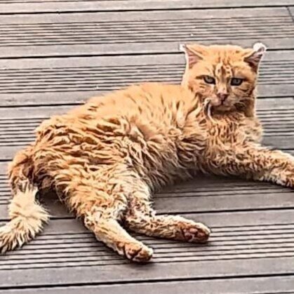 Verfilzte Straßenkatze auf der Straße