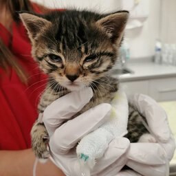 Straßenkatten Elli beim Tierarzt