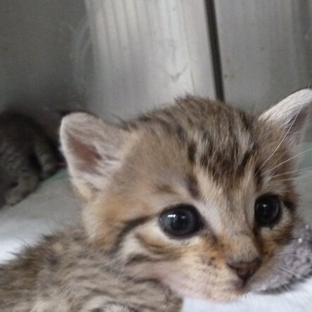 Straßenkitten im Tierheim Käfig