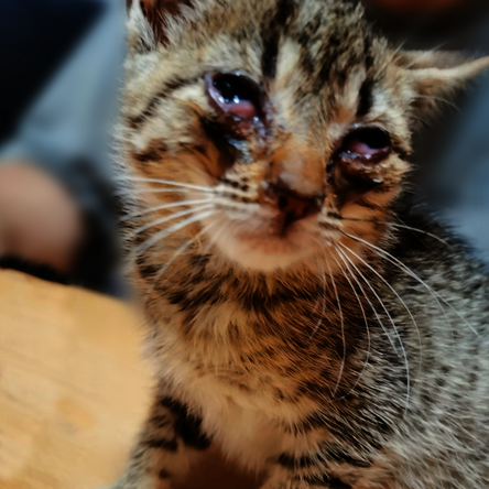 Straßenkitten Gerti mit verklebten Augen