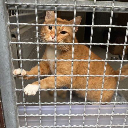 Straßenkatze Hinnerk im Tierheimgehege