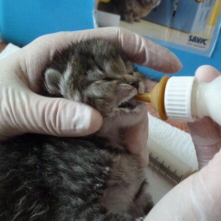 Straßenkitten wird mit einer Flasche gefüttert