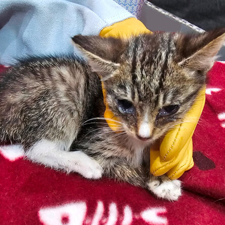 Straßenkitten wird mit einem Handschuh gehalten