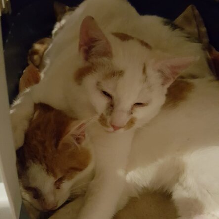 Zwei Straßenkatzen kuschelnd in einer Transportbox