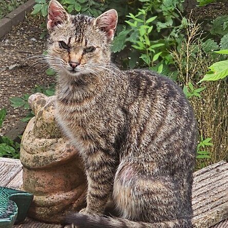 Straßenkatze draußen