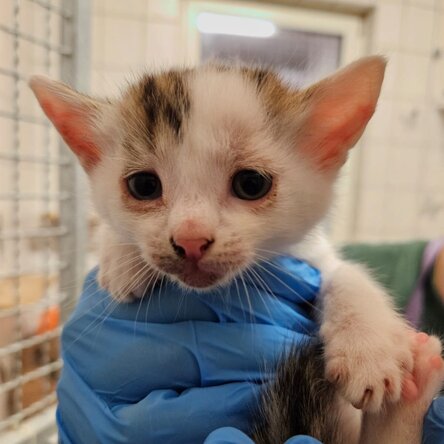 Kleines Straßenkitten in Händen mit medizinischen Handschuhen