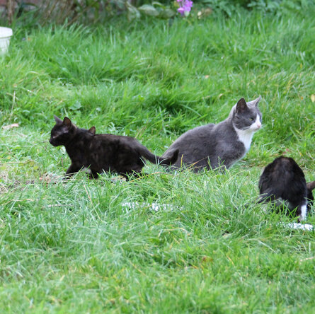 Straßenkatzen auf einer Wiese