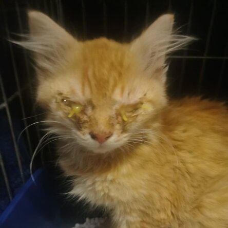 Straßenkitten Romeo mit verklebten Augen