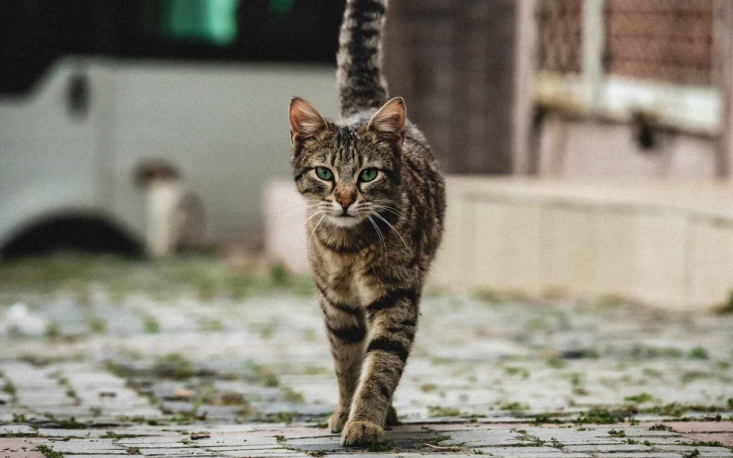 Katze laufend auf Kopfsteinpflaster. 