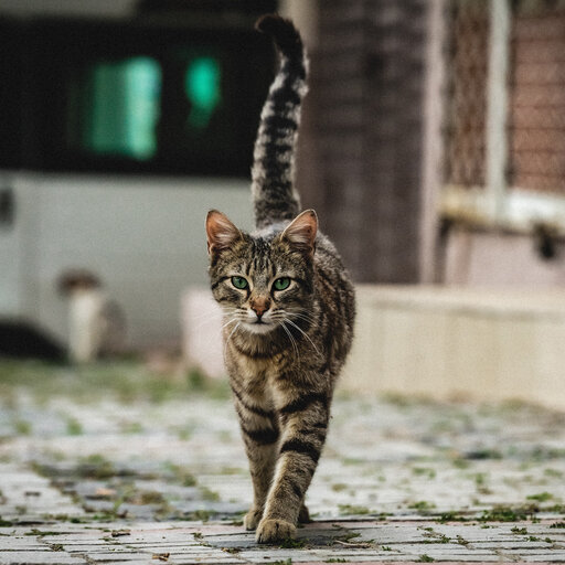 Katze laufend auf Kopfsteinpflaster. 