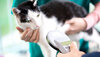 Katze beim Tierarzt mit einem Chiplesegerät