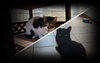 Straßenkatzen des Monats: Mathilda & Herrmann