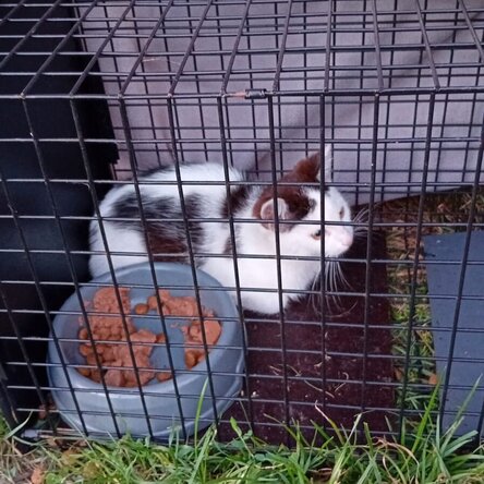 Gesicherte Straßenkatze in einer Katzenfalle mit Futter