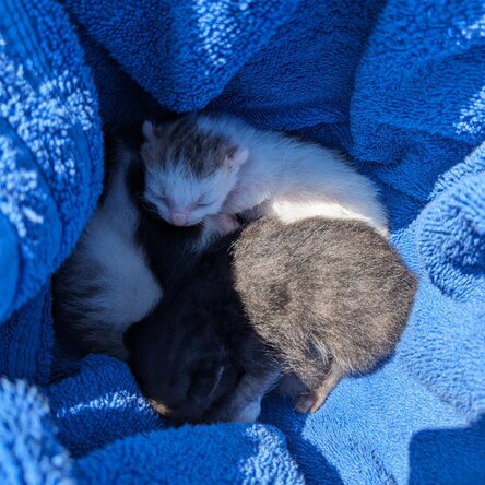 Straßenkitten in einer blauen Decke