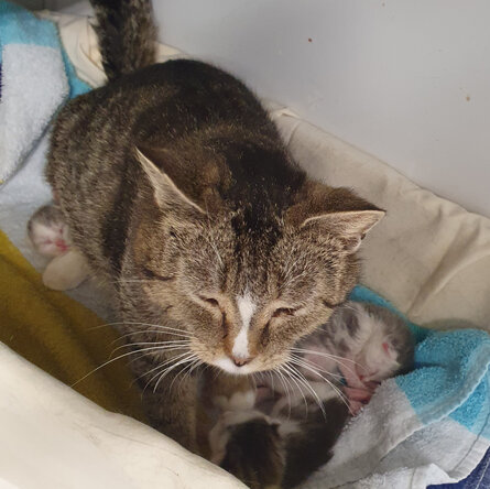 Straßenkatze Antonia mit Kitten auf Decken