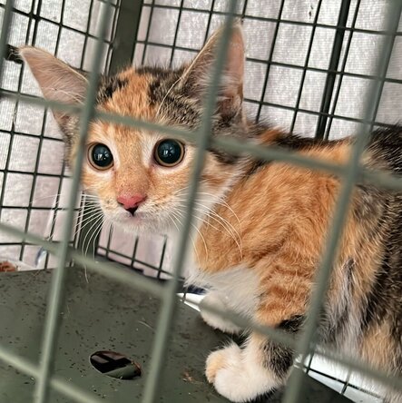 Gesicherte Straßenkatze in einer Katzenfalle