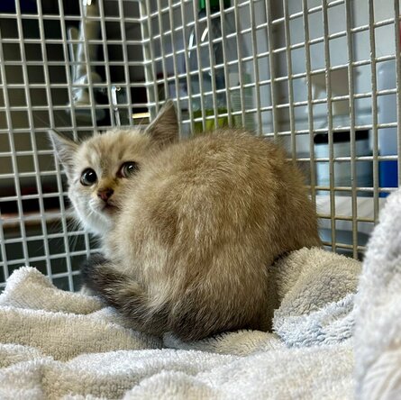 Gesichertes scheues Straßenkitten in einer Katzenfalle