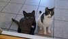 Straßenkatzen des Monats: Mathilda & Hermann