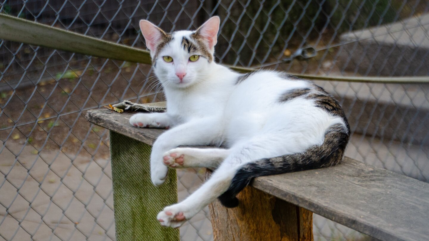 Straßenkatze des Monats: Lordi