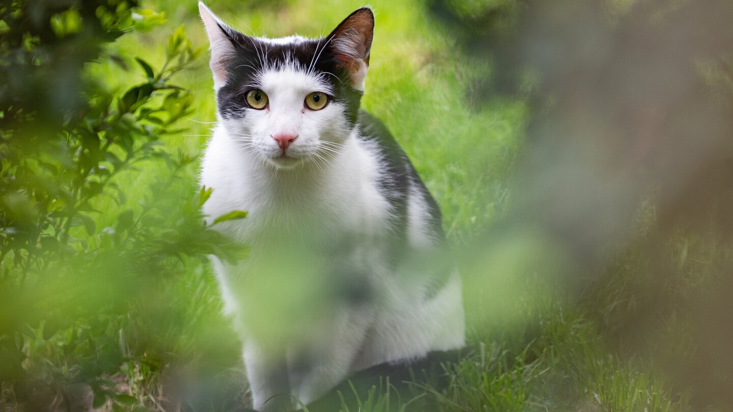 Straßenkatze des Monats: Lino