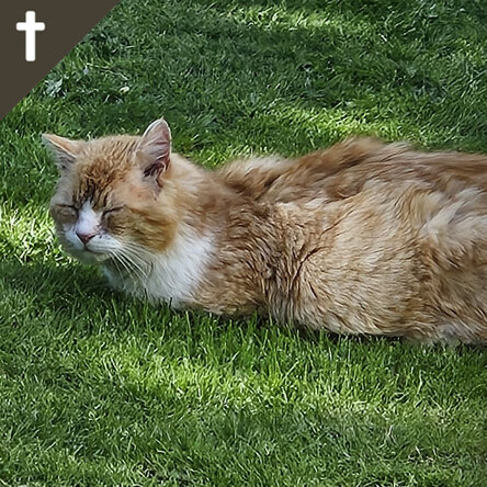 Verfilzte Straßenkatze auf einer Wiese