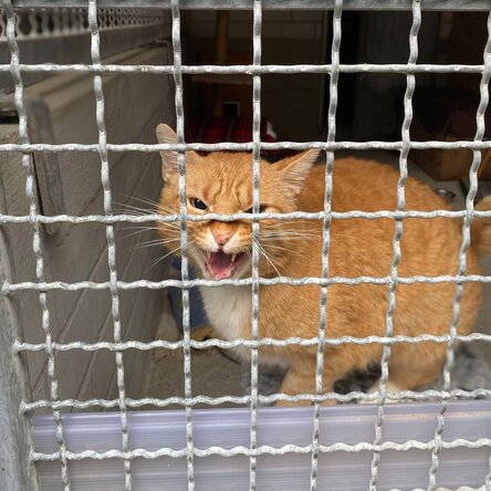 Straßenkatze Hinnerk fauchend in einem Käfig