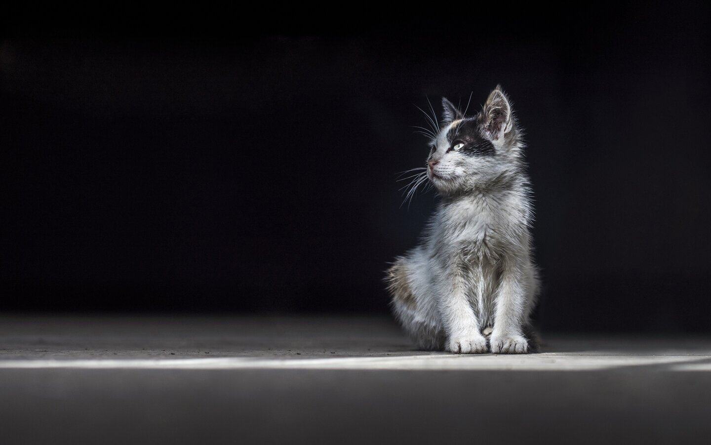 Katze sitzend mit dunklem Hintergrund. Schaut nach links