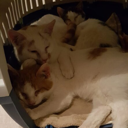 Zwei Straßenkatzen kuschelnd in einer Transportbox