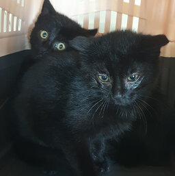 Schwarze Straßenkitten Melvin und Meiko in einer Transportbox 