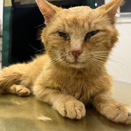 Straßenkatze Flynn mit verklebten Augen