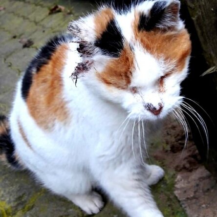 Straßenkatze Nele mit Hautkrebs an den Ohren