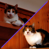Straßenkatzen des Monats: Tinka und Trienchen