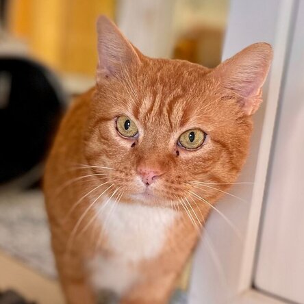 Straßenkatze Hinnerk im Tierheim