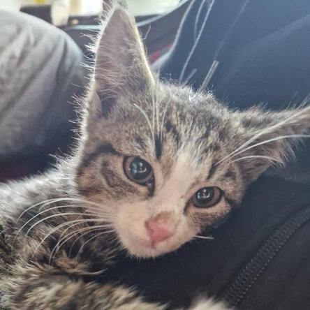 Straßenkitten Oscar im Arm eines Tierheimpflegers