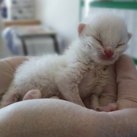 Kleines weißes Straßenkitten wird auf Händen mit Handschuhe getragen