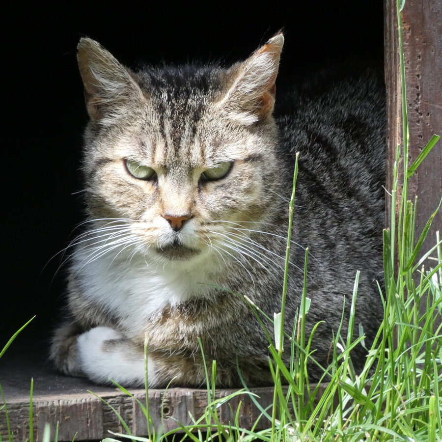 Straßenkatze des Monats: Camilla