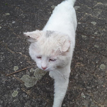 Straßenkatze Whity mit Vereiterung des rechten Ohrs