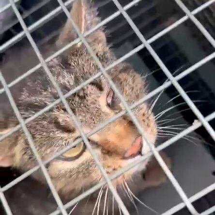 Straßenkatze Rodney in einer Transportbox