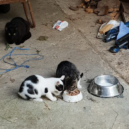 Straßenkatzen an Futternäpfen in einer Scheune