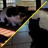 Straßenkatzen des Monats: Mathilda und Herrmann